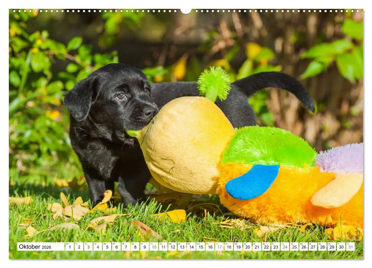 Bild: 9783457721315 | Freund auf 4 Pfoten - Labrador Retriever (hochwertiger Premium...