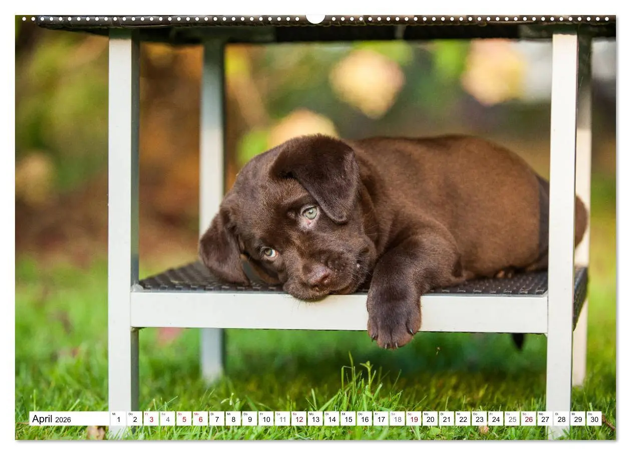 Bild: 9783457721315 | Freund auf 4 Pfoten - Labrador Retriever (hochwertiger Premium...