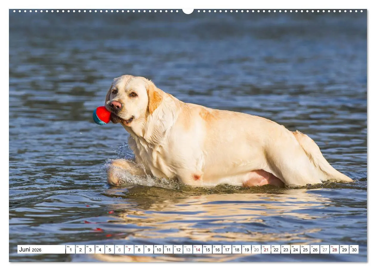 Bild: 9783457721315 | Freund auf 4 Pfoten - Labrador Retriever (hochwertiger Premium...