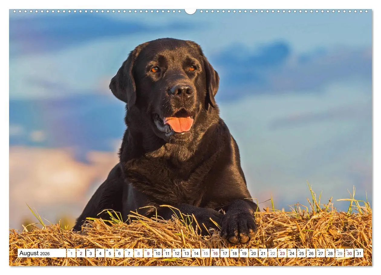 Bild: 9783457721315 | Freund auf 4 Pfoten - Labrador Retriever (hochwertiger Premium...