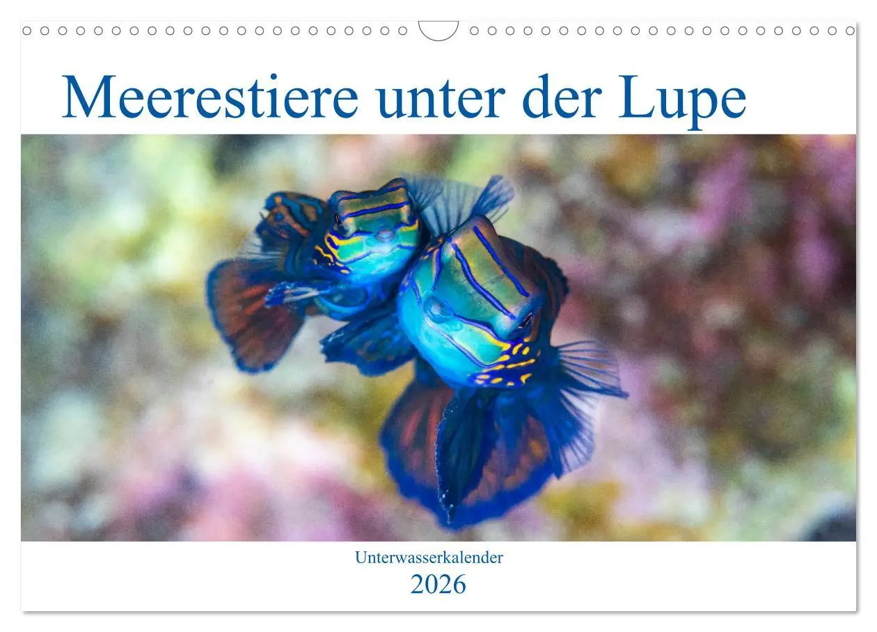 Cover: 9783516121315 | Meerestiere unter der Lupe - Unterwasserkalender (Wandkalender 2026...