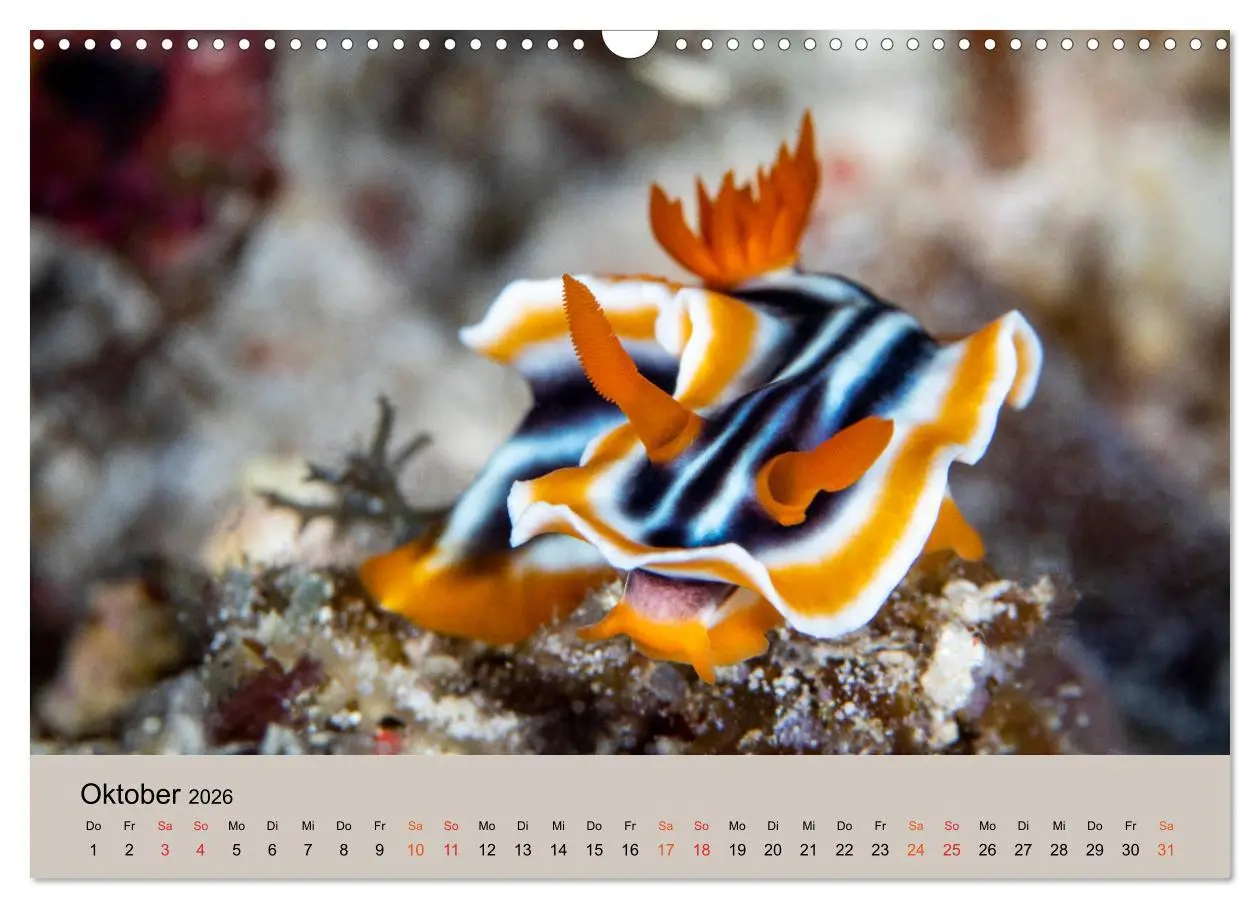 Bild: 9783516121315 | Meerestiere unter der Lupe - Unterwasserkalender (Wandkalender 2026...