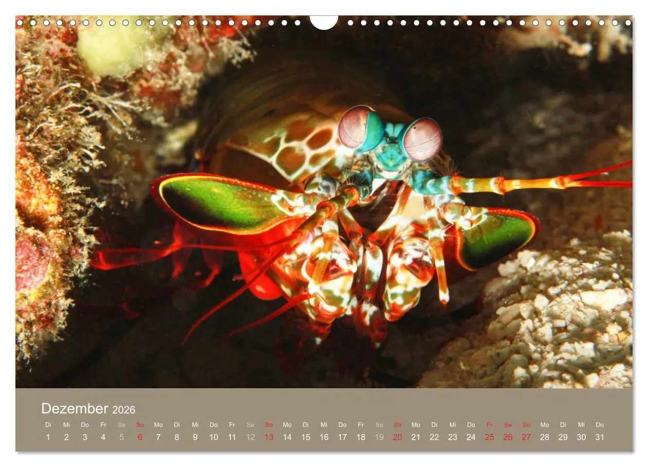 Bild: 9783516121315 | Meerestiere unter der Lupe - Unterwasserkalender (Wandkalender 2026...