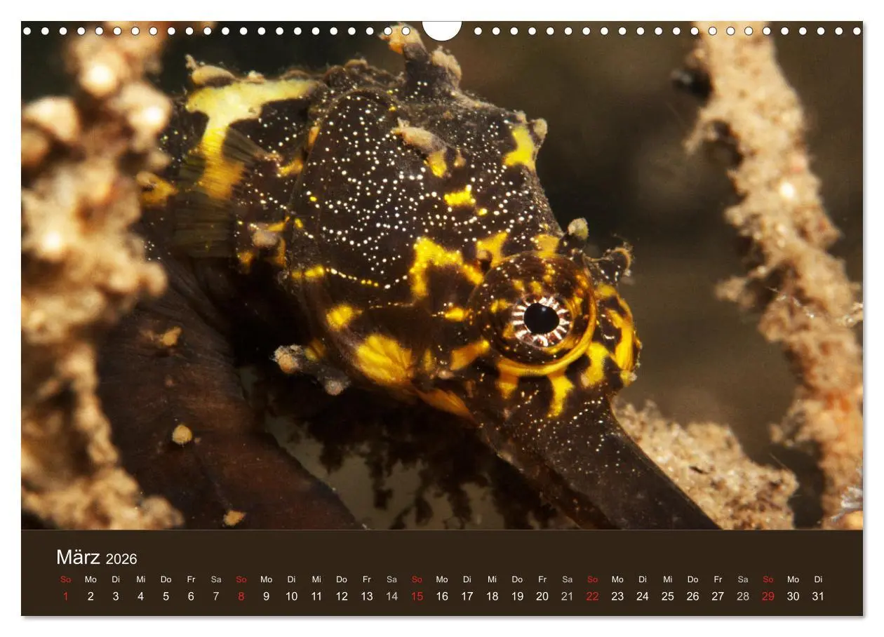 Bild: 9783516121315 | Meerestiere unter der Lupe - Unterwasserkalender (Wandkalender 2026...