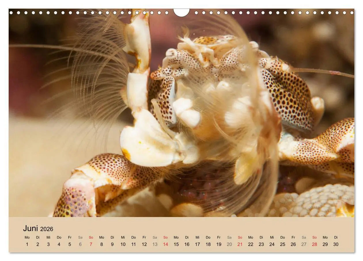 Bild: 9783516121315 | Meerestiere unter der Lupe - Unterwasserkalender (Wandkalender 2026...