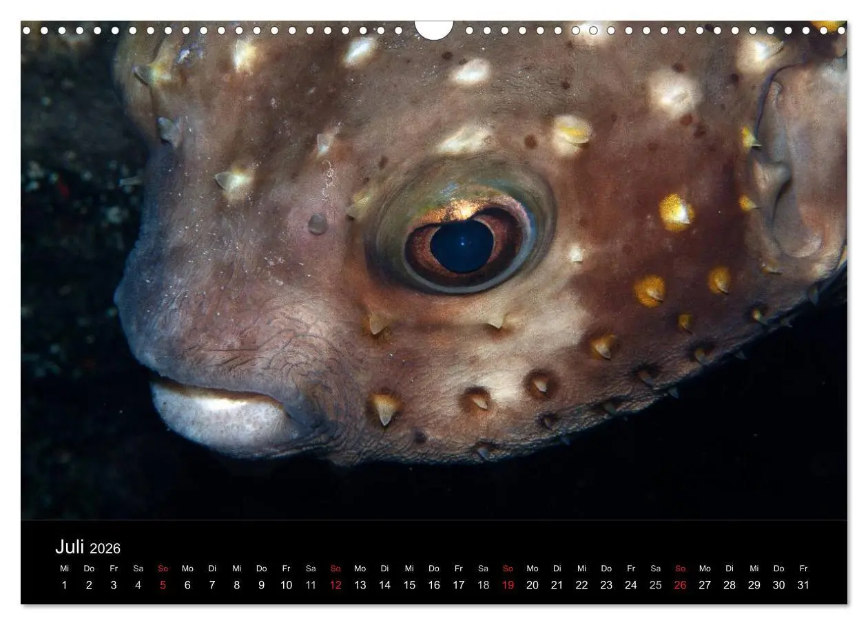 Bild: 9783516121315 | Meerestiere unter der Lupe - Unterwasserkalender (Wandkalender 2026...
