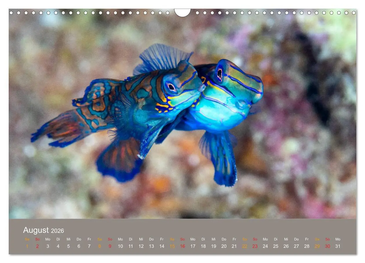 Bild: 9783516121315 | Meerestiere unter der Lupe - Unterwasserkalender (Wandkalender 2026...