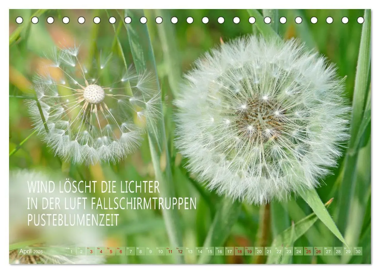 Bild: 9783457401415 | Haiku Poesie in Wort und Bild (Tischkalender 2026 DIN A5 quer),...