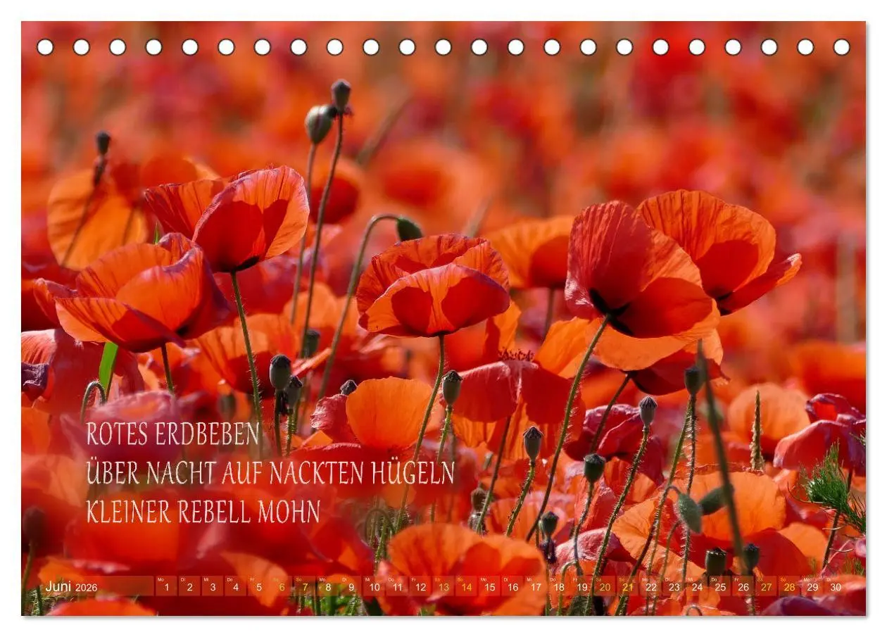 Bild: 9783457401415 | Haiku Poesie in Wort und Bild (Tischkalender 2026 DIN A5 quer),...