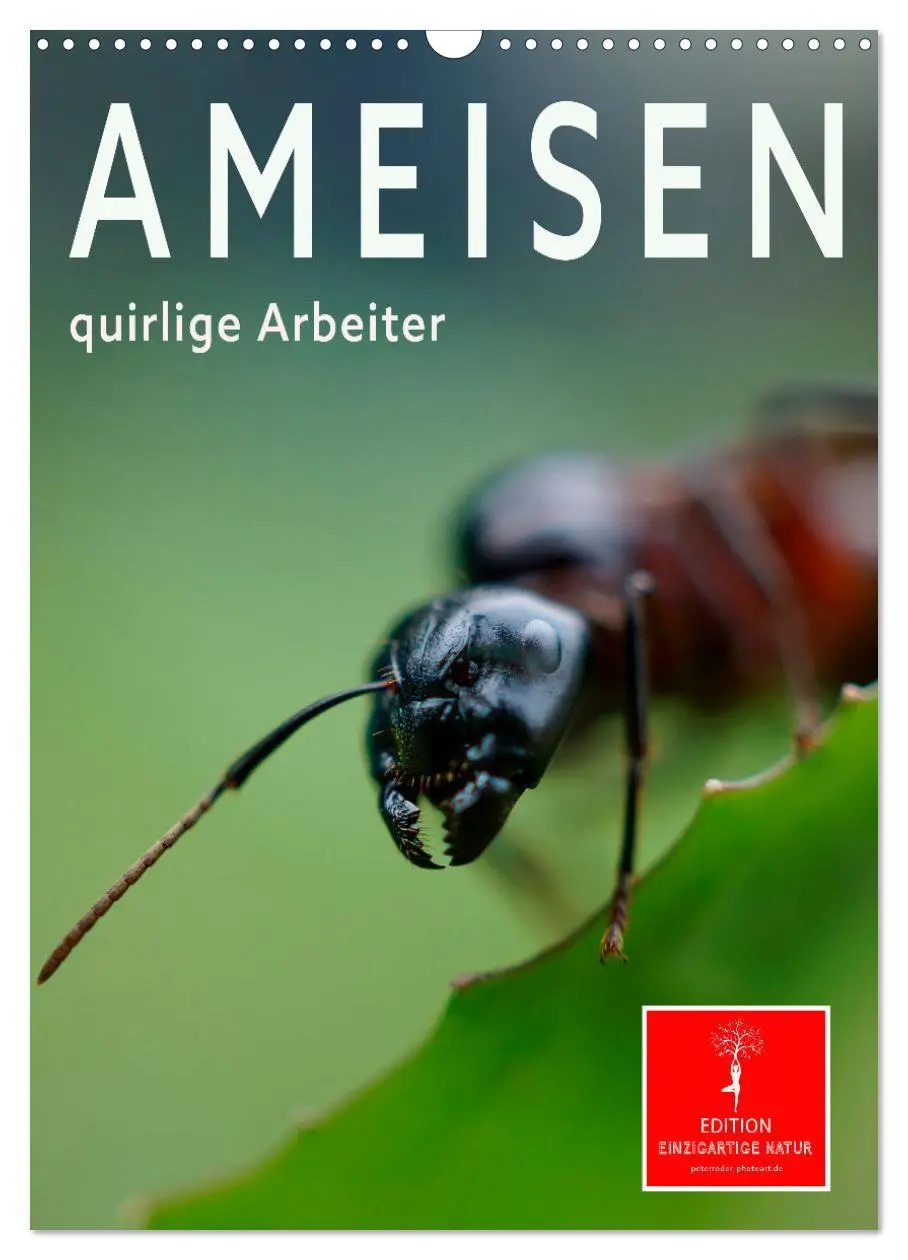 Cover: 9783516351415 | Ameisen quirlige Arbeiter (Wandkalender 2026 DIN A3 hoch), CALVENDO...