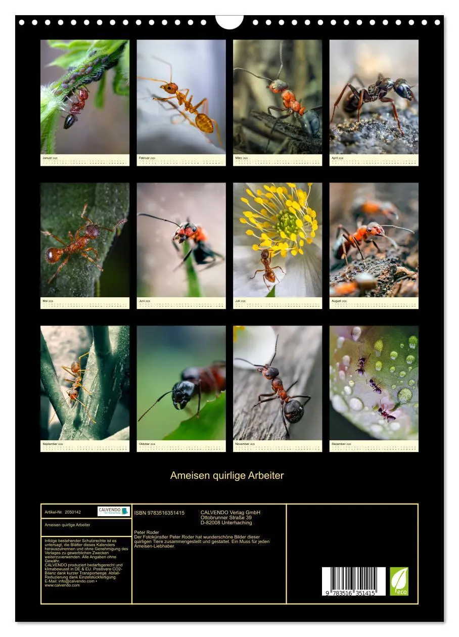 Bild: 9783516351415 | Ameisen quirlige Arbeiter (Wandkalender 2026 DIN A3 hoch), CALVENDO...