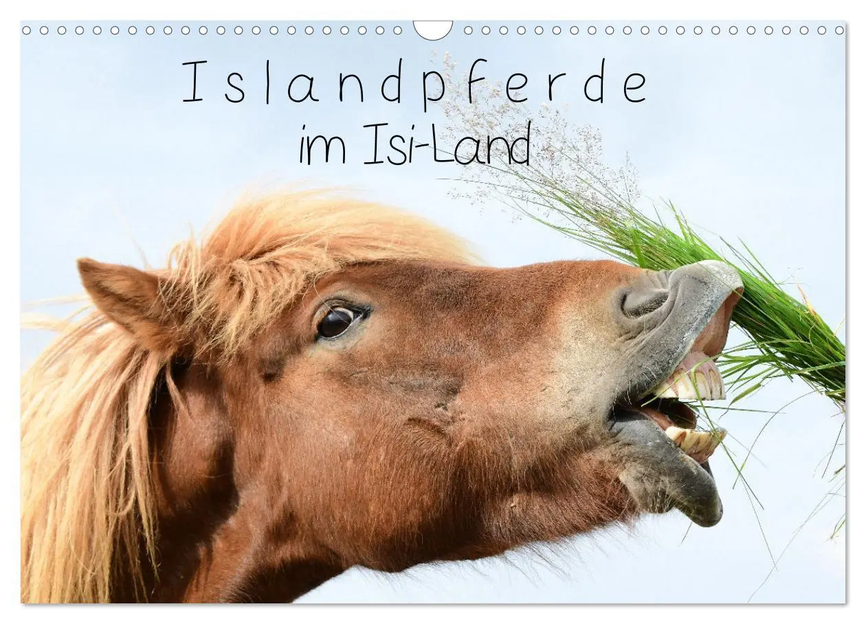 Cover: 9783457321515 | Islandpferde im Isi-Land (Wandkalender 2026 DIN A3 quer), CALVENDO...