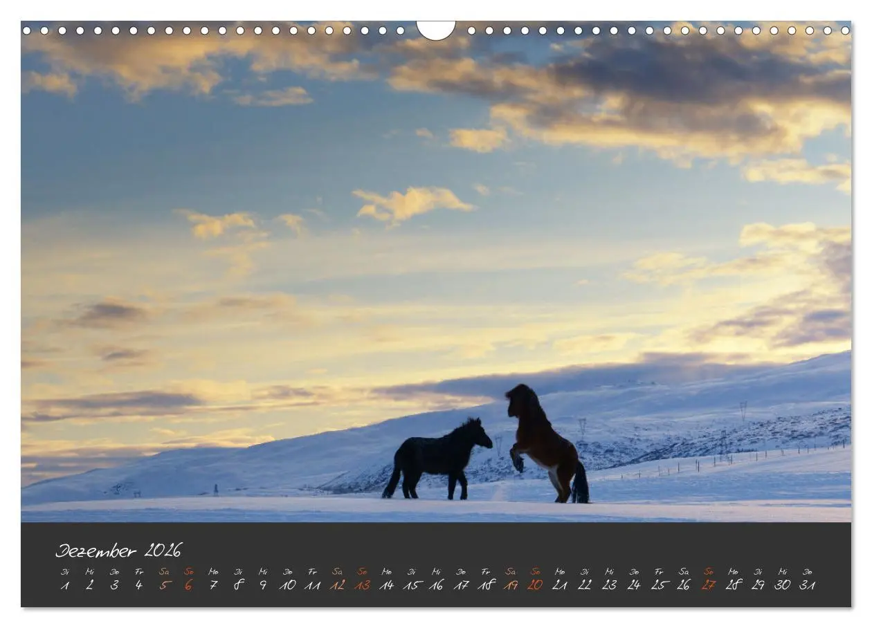 Bild: 9783457321515 | Islandpferde im Isi-Land (Wandkalender 2026 DIN A3 quer), CALVENDO...