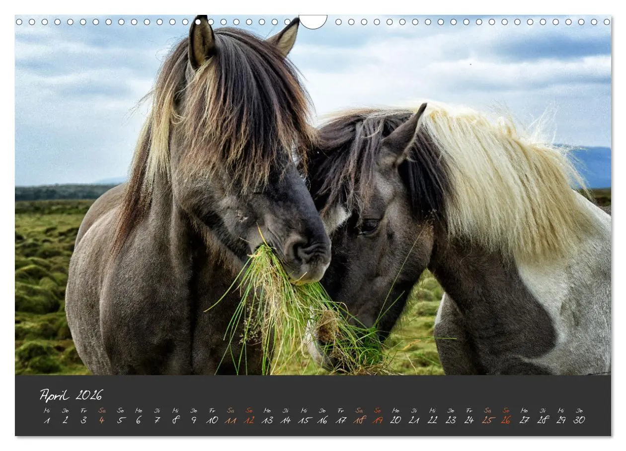 Bild: 9783457321515 | Islandpferde im Isi-Land (Wandkalender 2026 DIN A3 quer), CALVENDO...