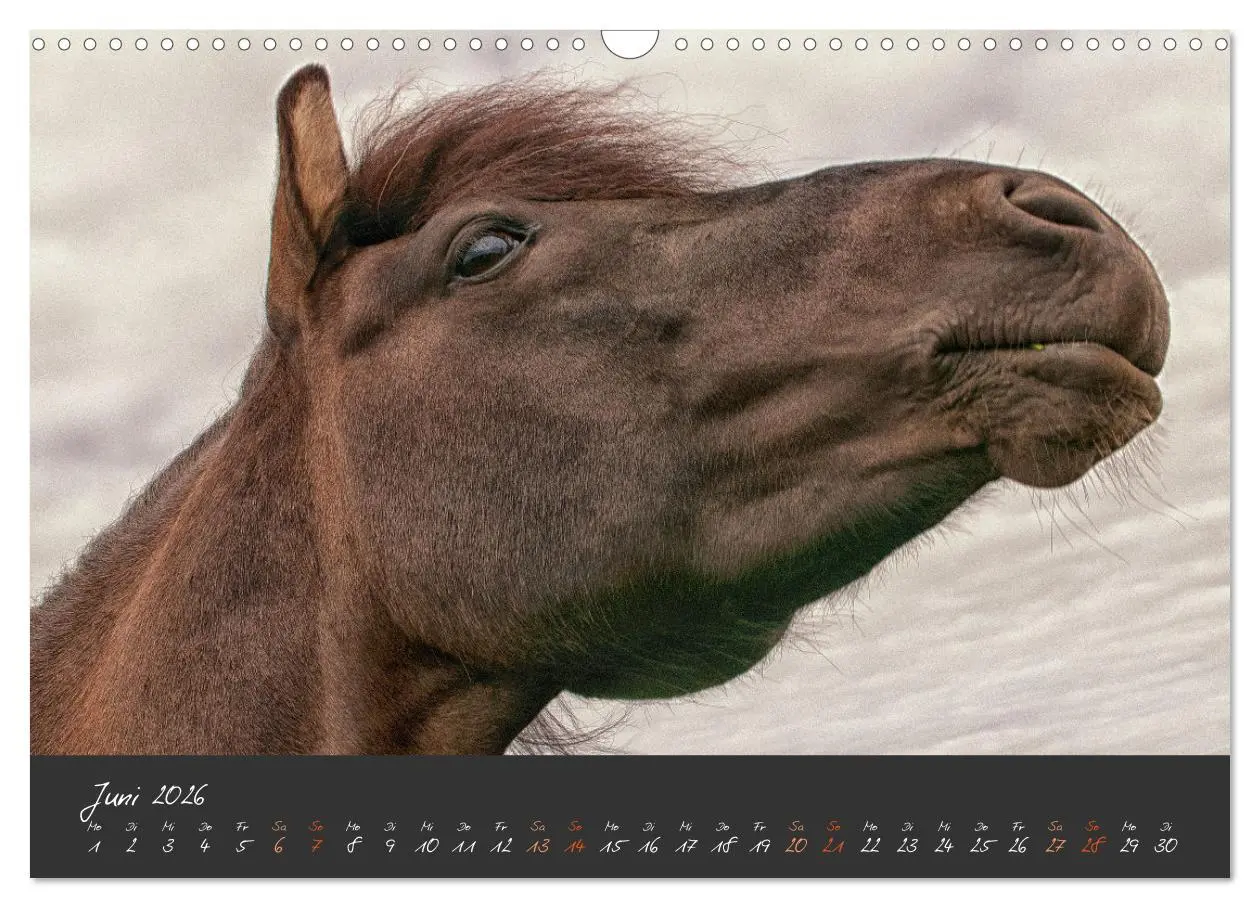 Bild: 9783457321515 | Islandpferde im Isi-Land (Wandkalender 2026 DIN A3 quer), CALVENDO...