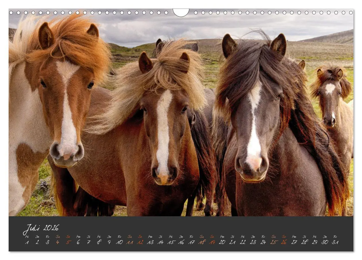 Bild: 9783457321515 | Islandpferde im Isi-Land (Wandkalender 2026 DIN A3 quer), CALVENDO...