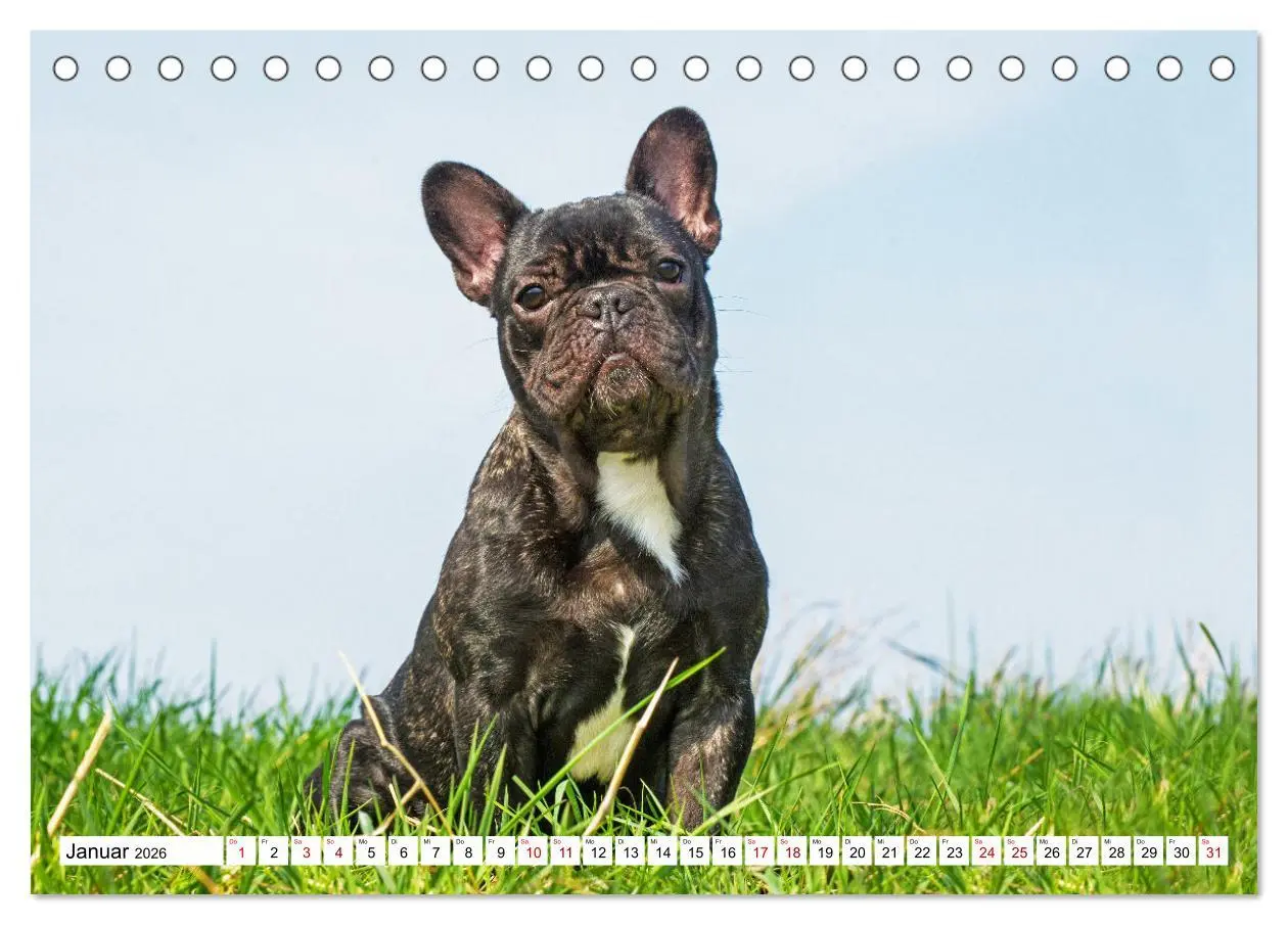 Bild: 9783457631515 | Französische Bulldogge - Kleine Helden auf vier Pfoten...