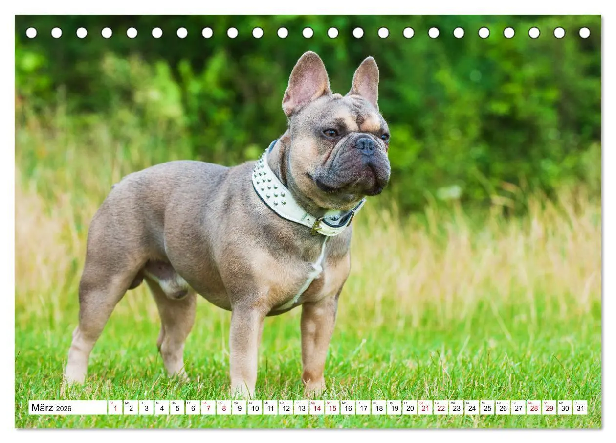 Bild: 9783457631515 | Französische Bulldogge - Kleine Helden auf vier Pfoten...