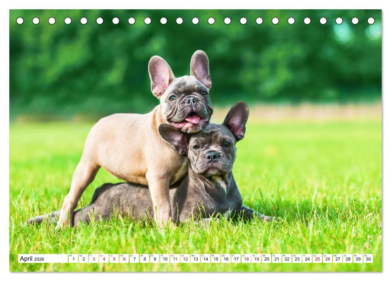 Bild: 9783457631515 | Französische Bulldogge - Kleine Helden auf vier Pfoten...
