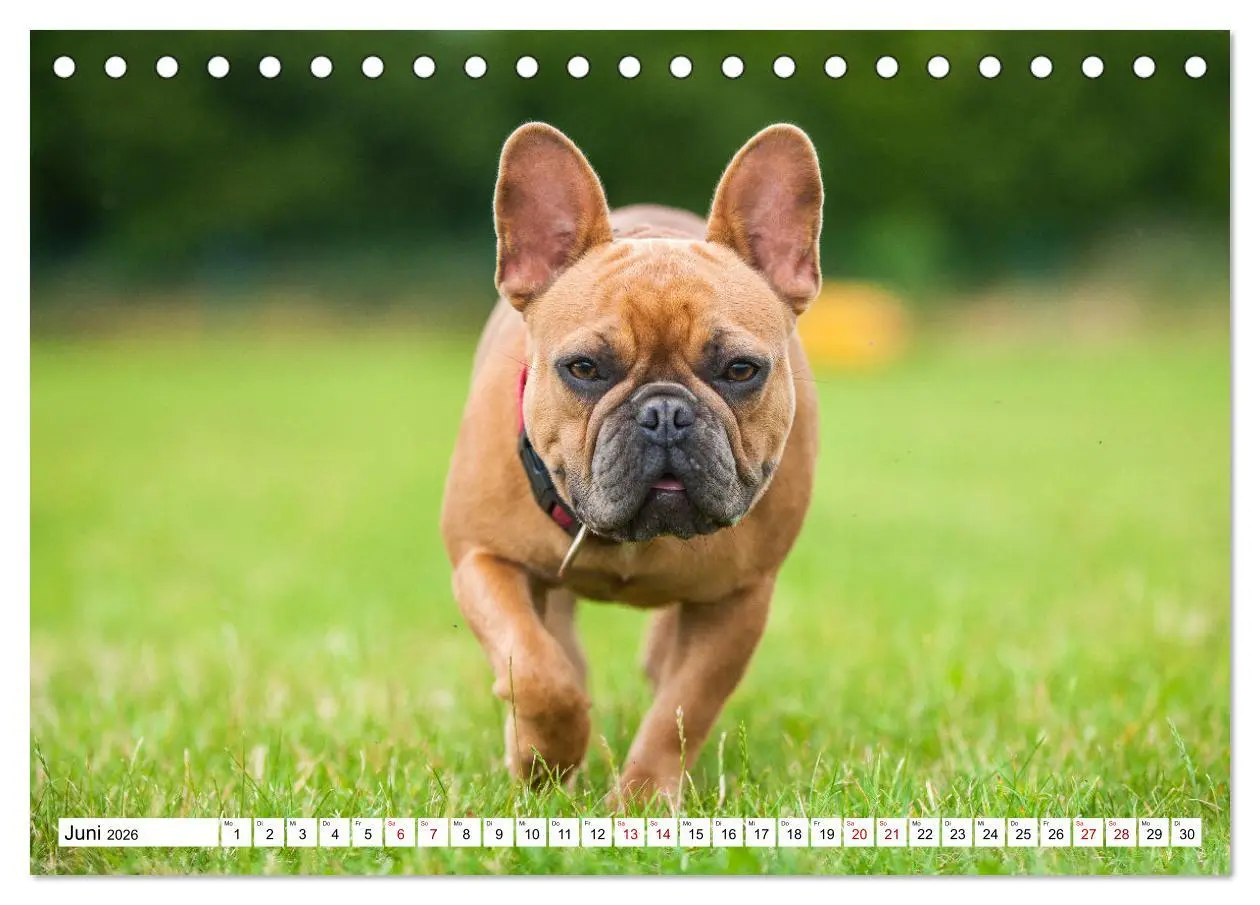 Bild: 9783457631515 | Französische Bulldogge - Kleine Helden auf vier Pfoten...