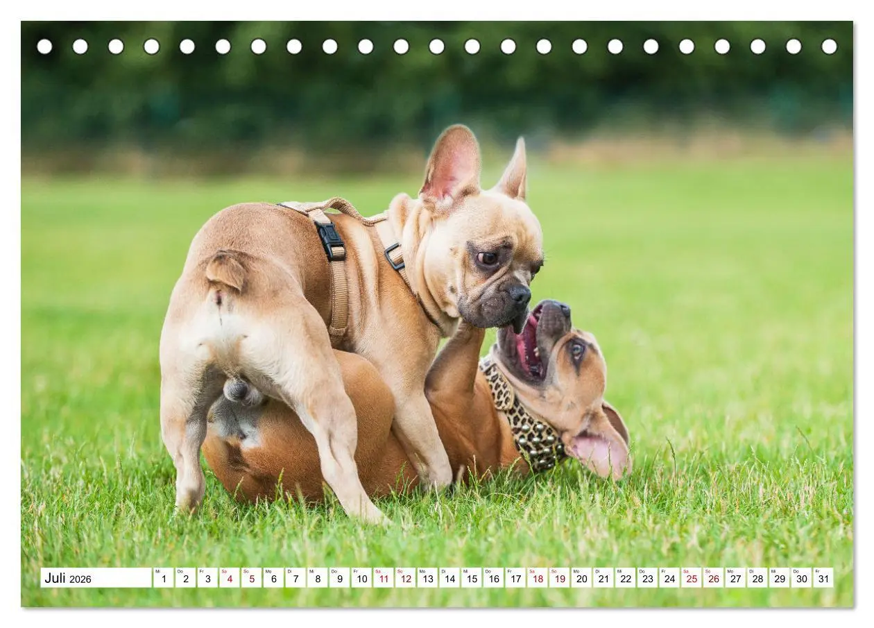 Bild: 9783457631515 | Französische Bulldogge - Kleine Helden auf vier Pfoten...