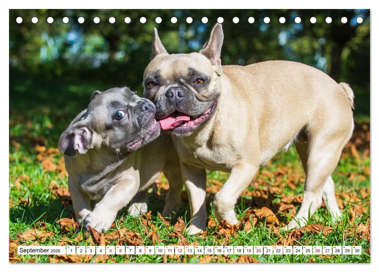 Bild: 9783457631515 | Französische Bulldogge - Kleine Helden auf vier Pfoten...