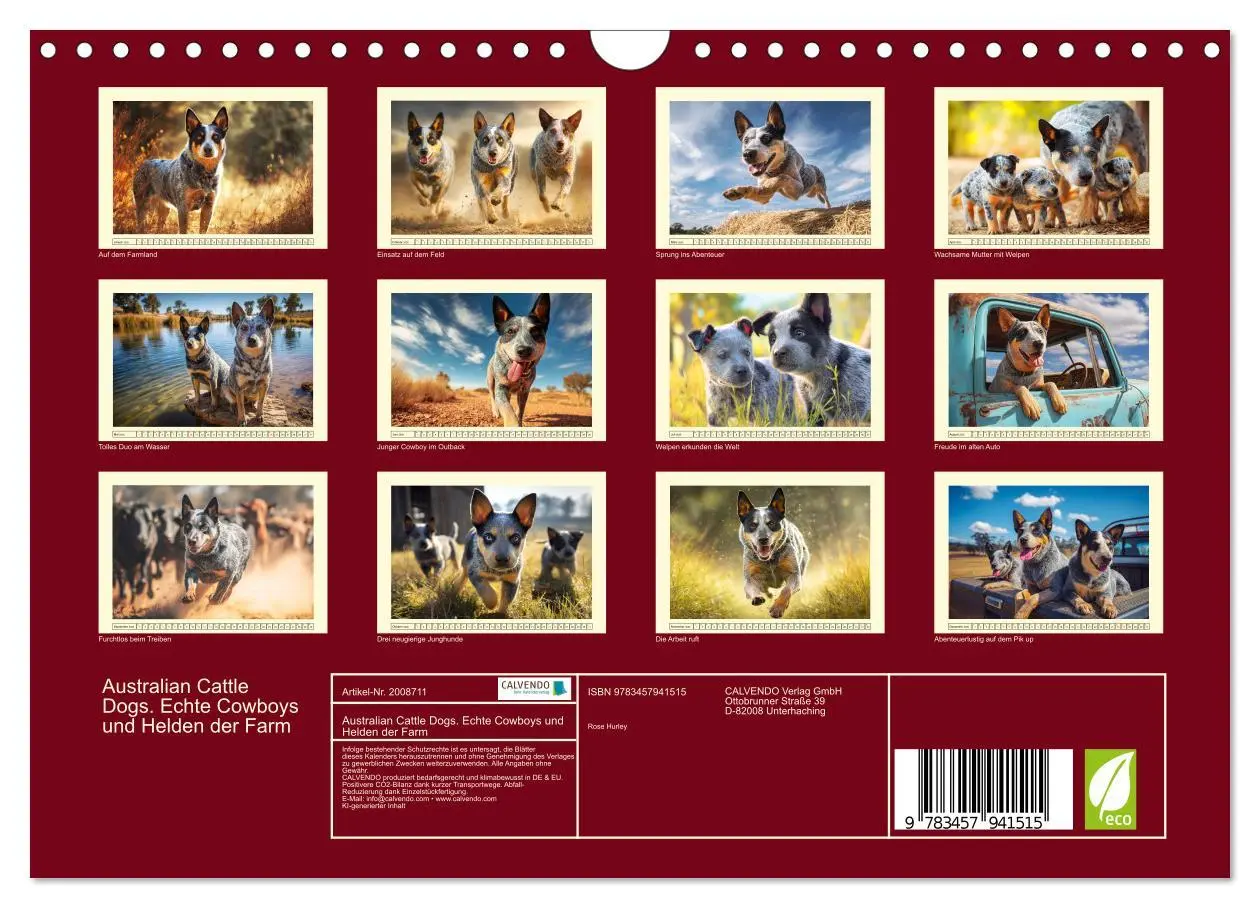 Bild: 9783457941515 | Australian Cattle Dogs. Echte Cowboys und Helden der Farm...