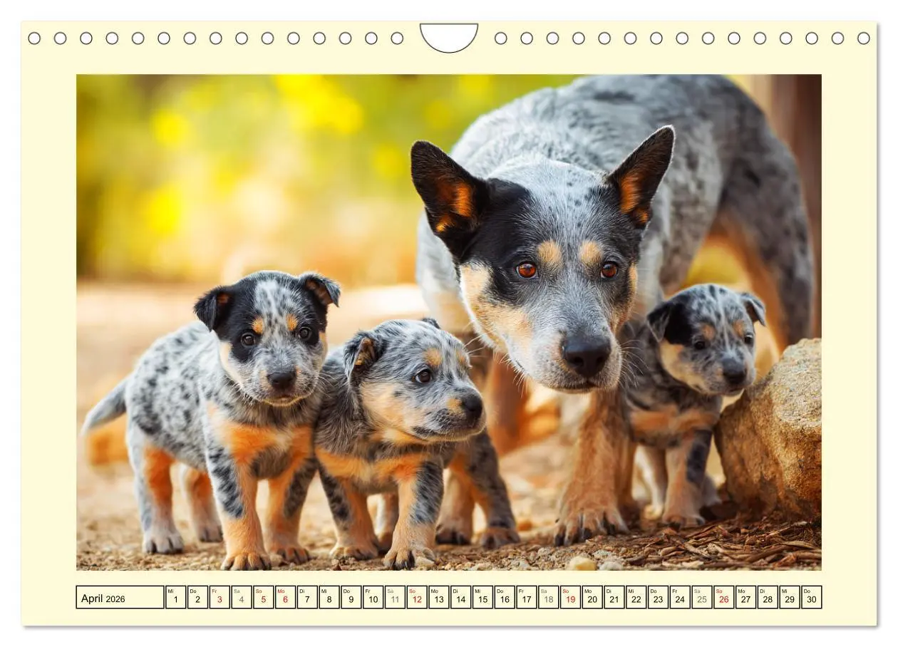 Bild: 9783457941515 | Australian Cattle Dogs. Echte Cowboys und Helden der Farm...