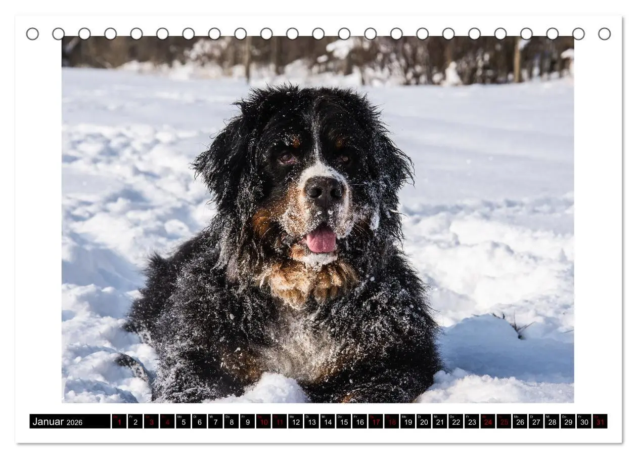 Bild: 9783457551615 | Berner Sennenhunde - Die sanften Powerpakete (Tischkalender 2026...