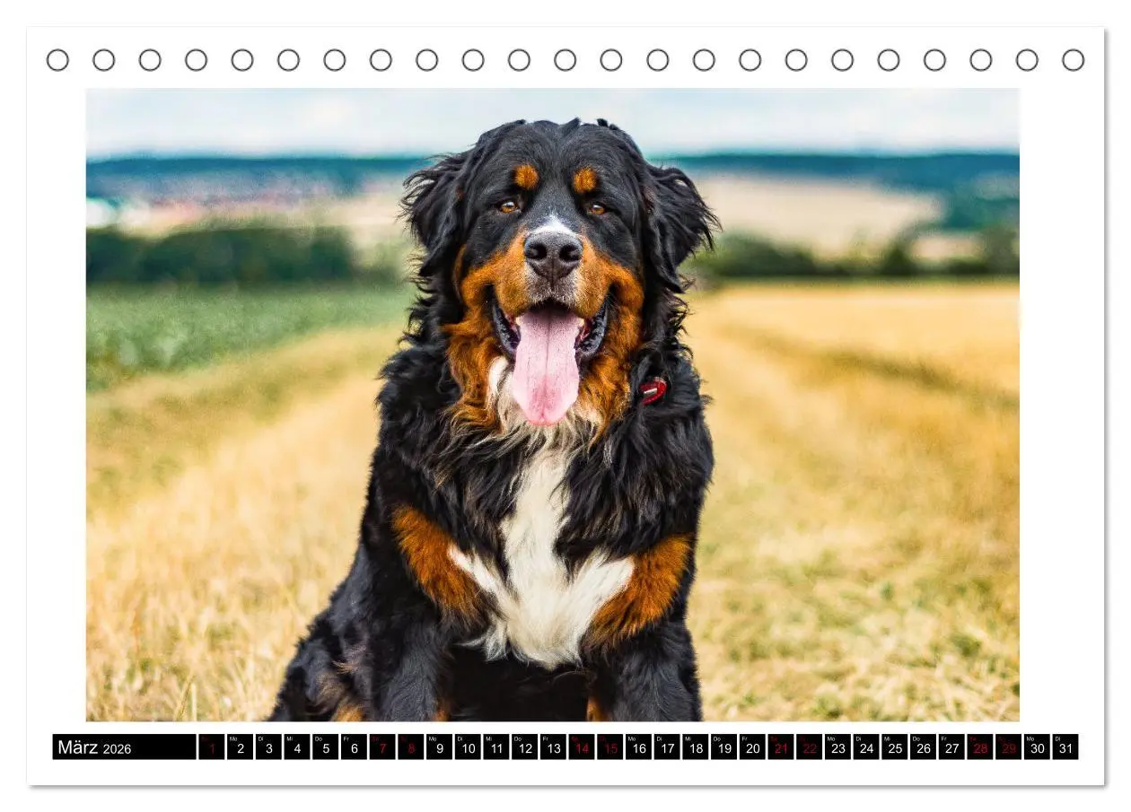 Bild: 9783457551615 | Berner Sennenhunde - Die sanften Powerpakete (Tischkalender 2026...