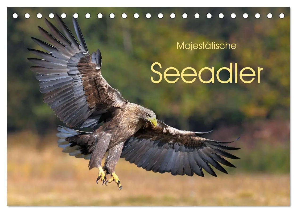 Cover: 9783457791615 | Majestätische Seeadler (Tischkalender 2026 DIN A5 quer), CALVENDO...
