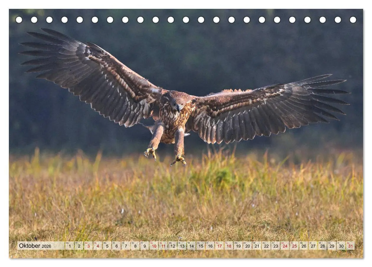 Bild: 9783457791615 | Majestätische Seeadler (Tischkalender 2026 DIN A5 quer), CALVENDO...