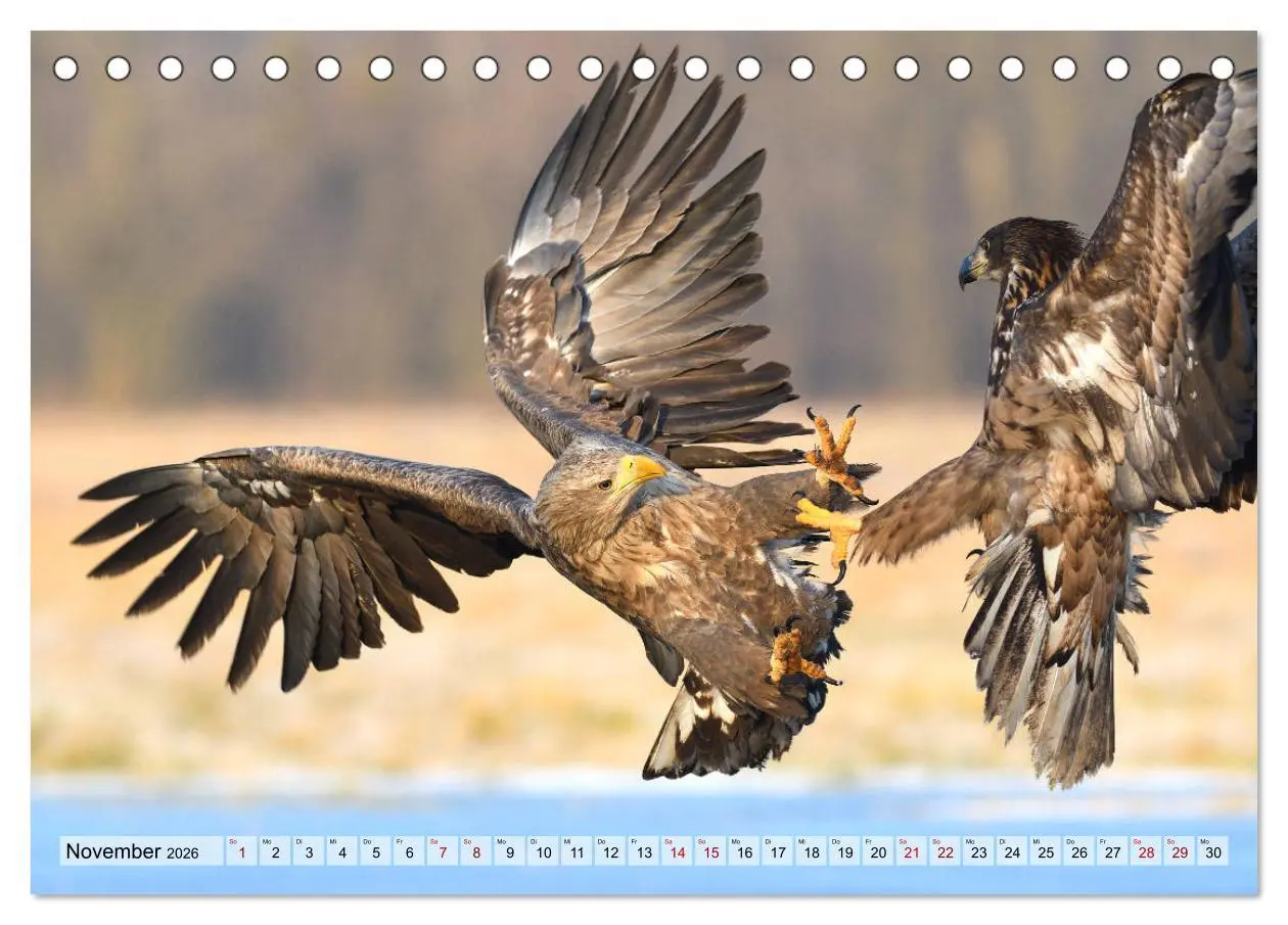 Bild: 9783457791615 | Majestätische Seeadler (Tischkalender 2026 DIN A5 quer), CALVENDO...