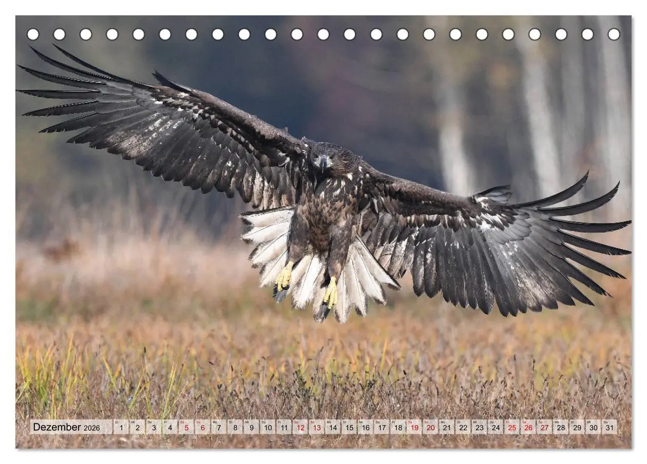 Bild: 9783457791615 | Majestätische Seeadler (Tischkalender 2026 DIN A5 quer), CALVENDO...