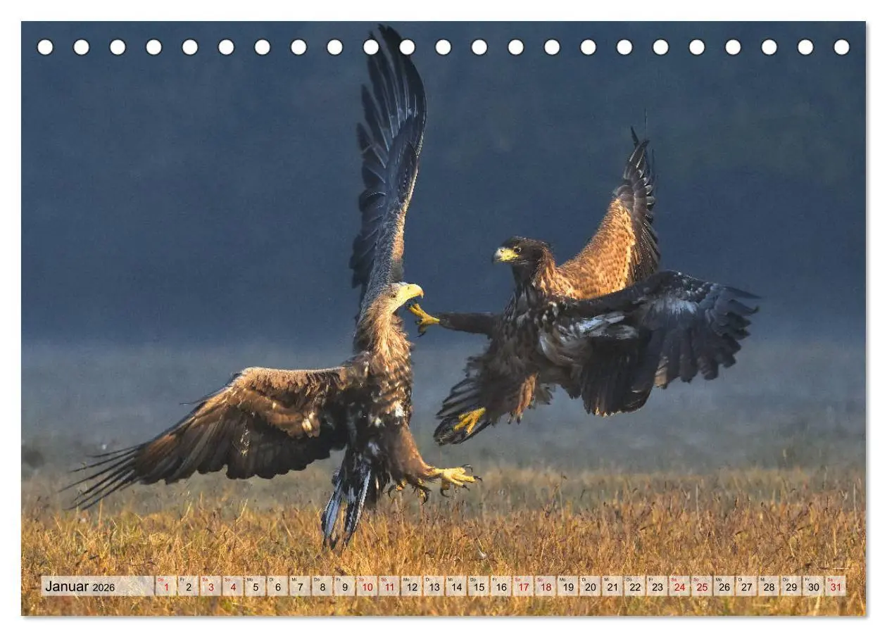 Bild: 9783457791615 | Majestätische Seeadler (Tischkalender 2026 DIN A5 quer), CALVENDO...