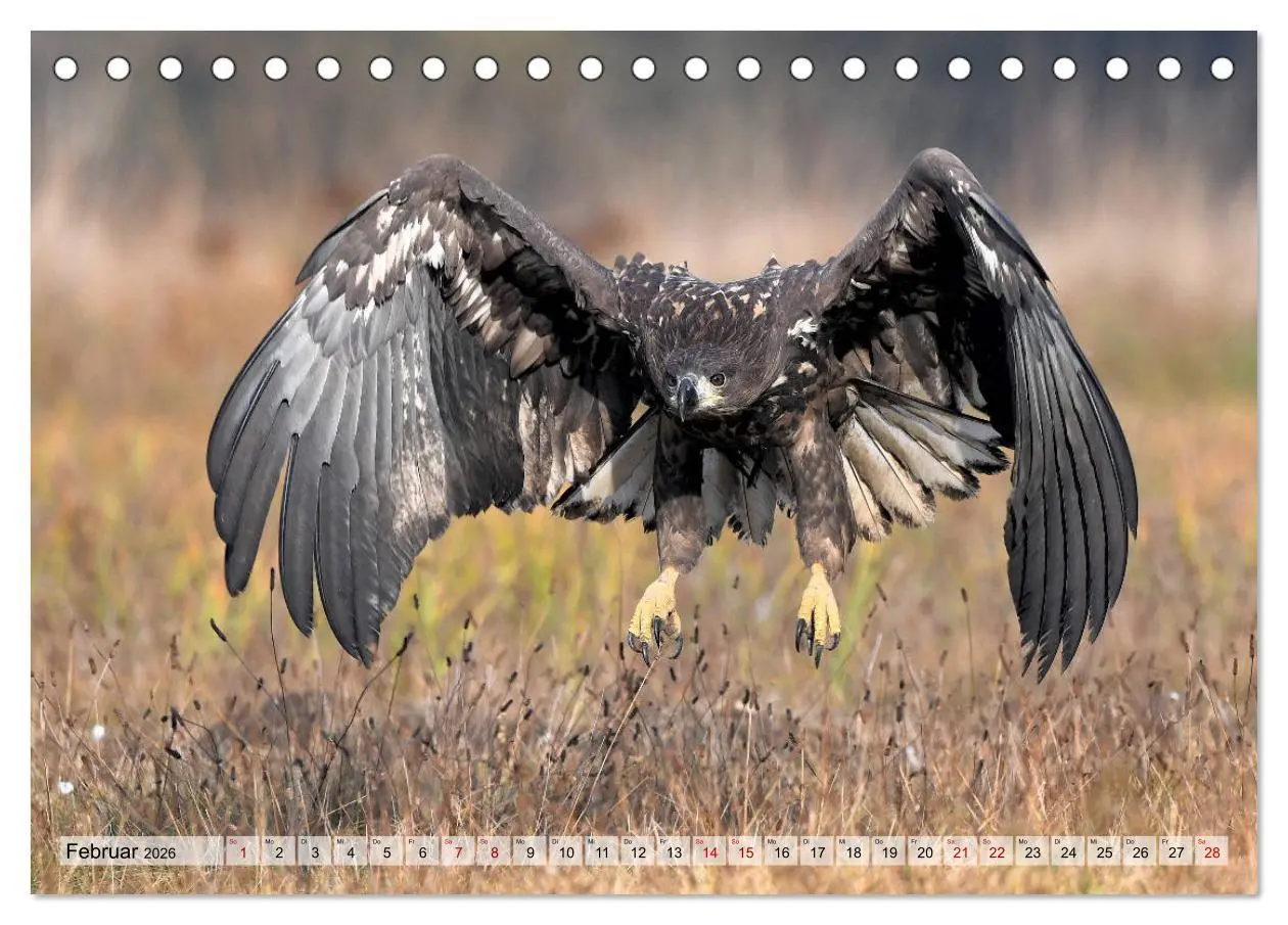 Bild: 9783457791615 | Majestätische Seeadler (Tischkalender 2026 DIN A5 quer), CALVENDO...