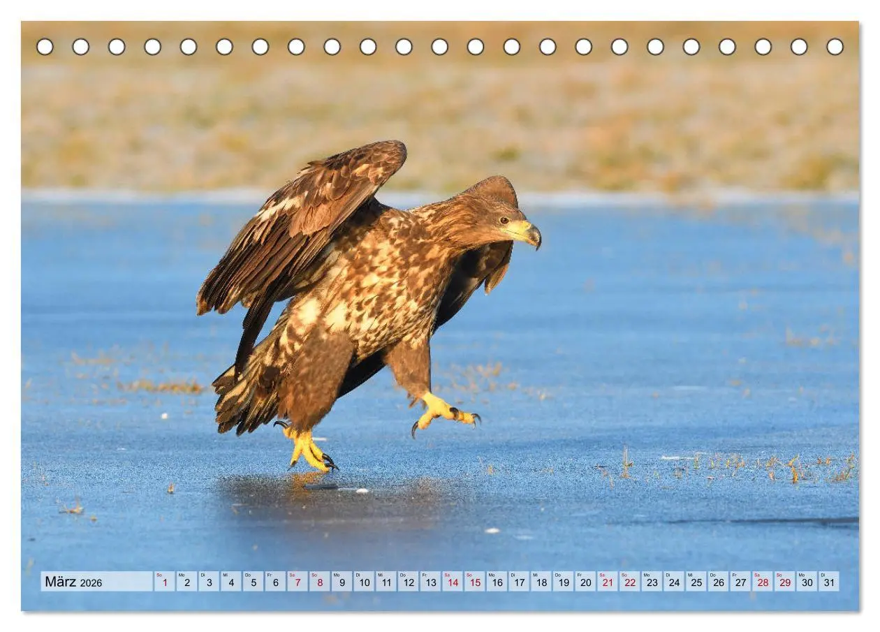 Bild: 9783457791615 | Majestätische Seeadler (Tischkalender 2026 DIN A5 quer), CALVENDO...
