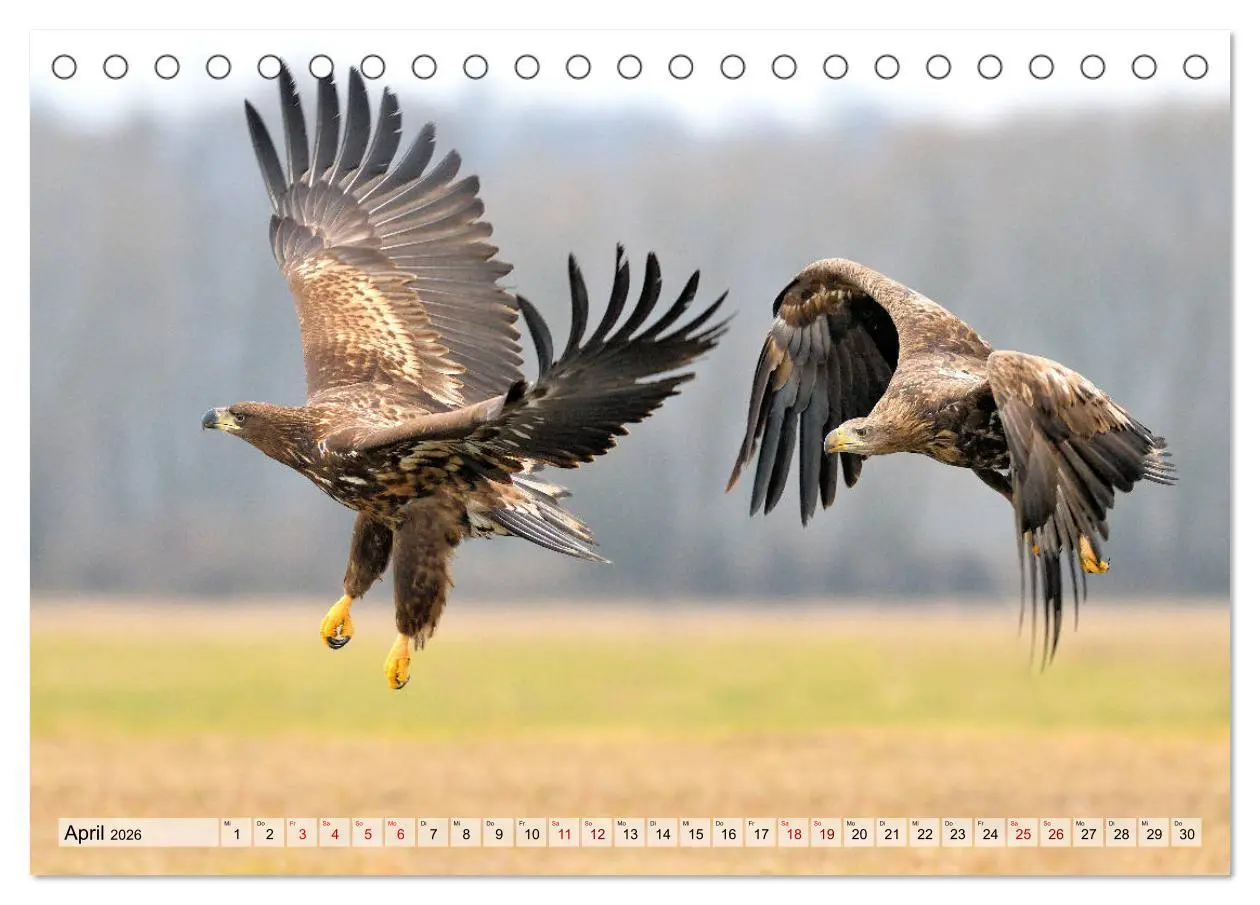 Bild: 9783457791615 | Majestätische Seeadler (Tischkalender 2026 DIN A5 quer), CALVENDO...