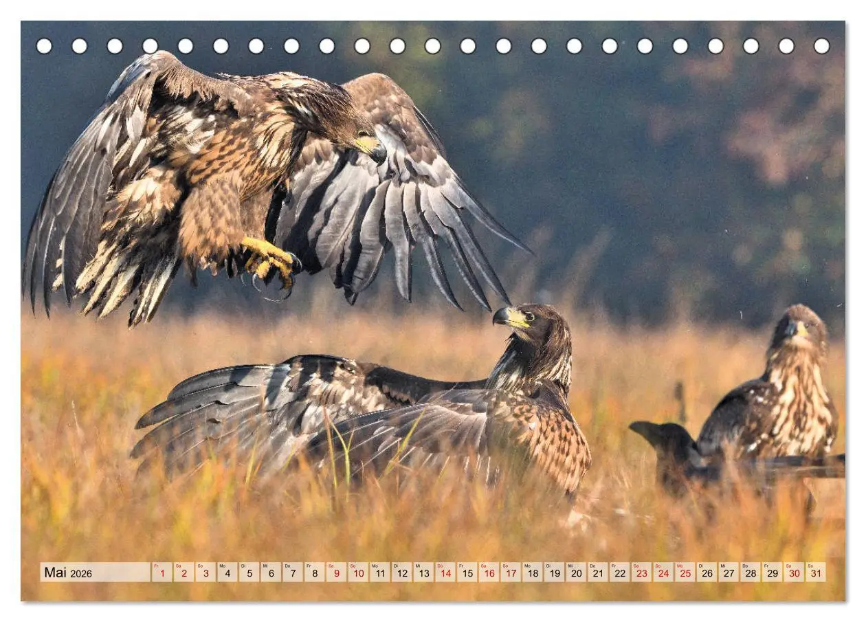 Bild: 9783457791615 | Majestätische Seeadler (Tischkalender 2026 DIN A5 quer), CALVENDO...