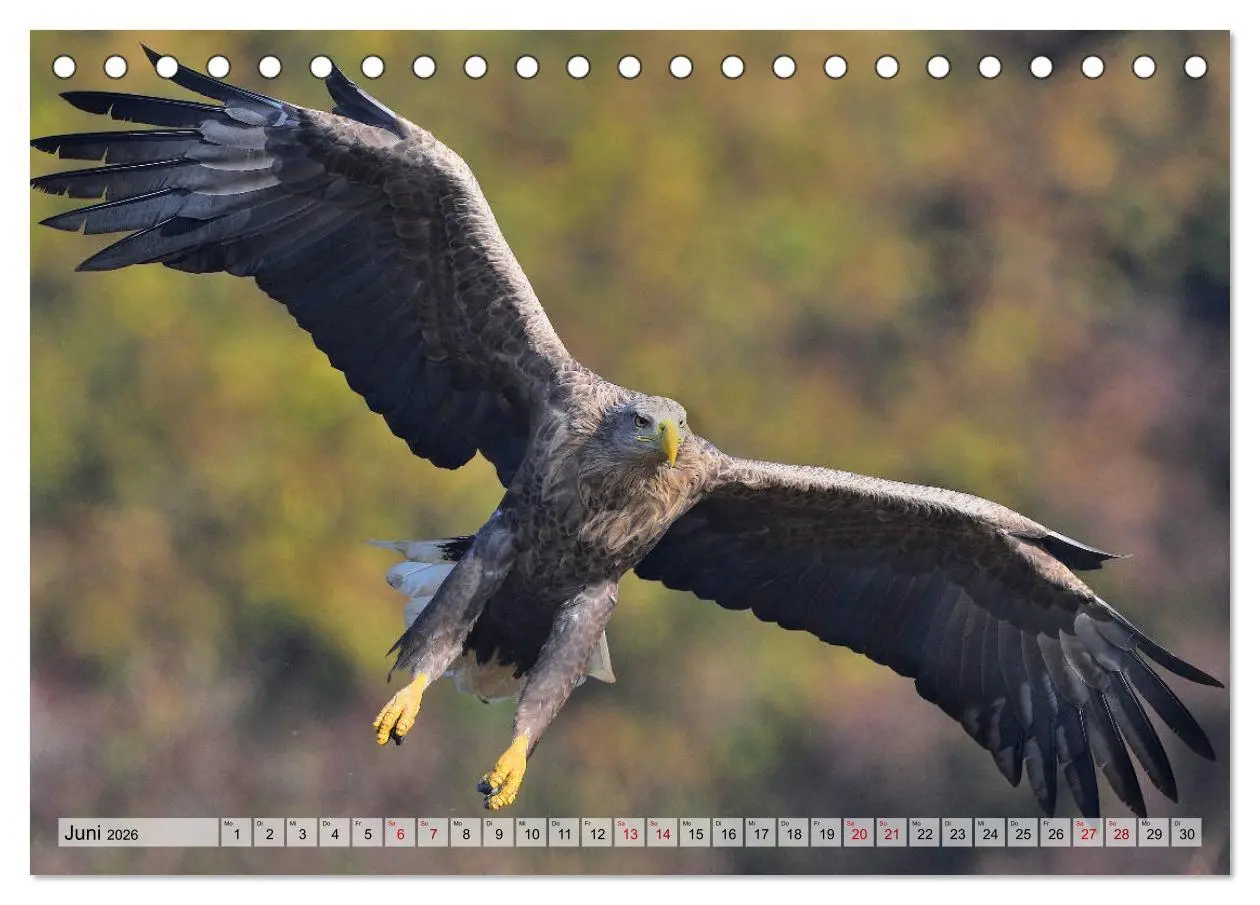 Bild: 9783457791615 | Majestätische Seeadler (Tischkalender 2026 DIN A5 quer), CALVENDO...