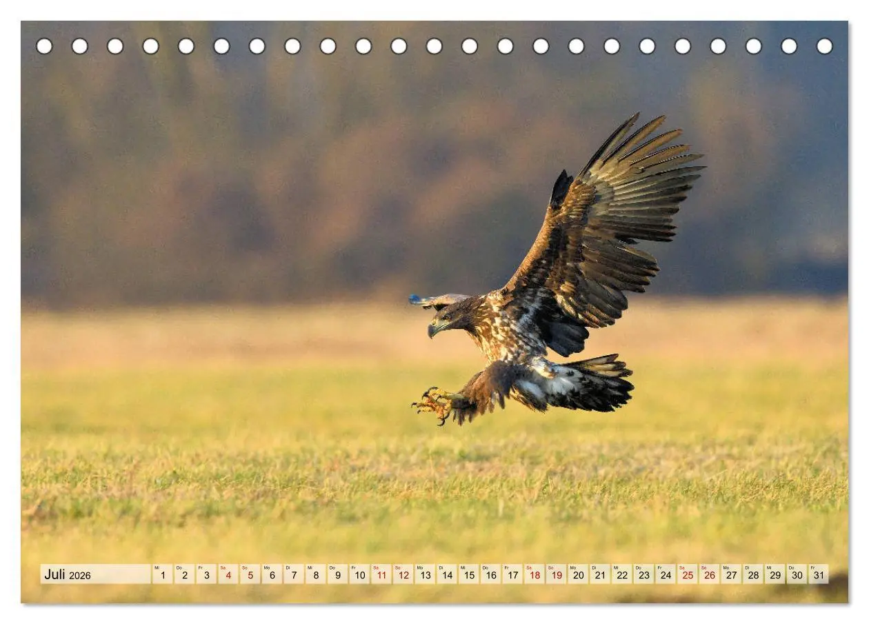 Bild: 9783457791615 | Majestätische Seeadler (Tischkalender 2026 DIN A5 quer), CALVENDO...