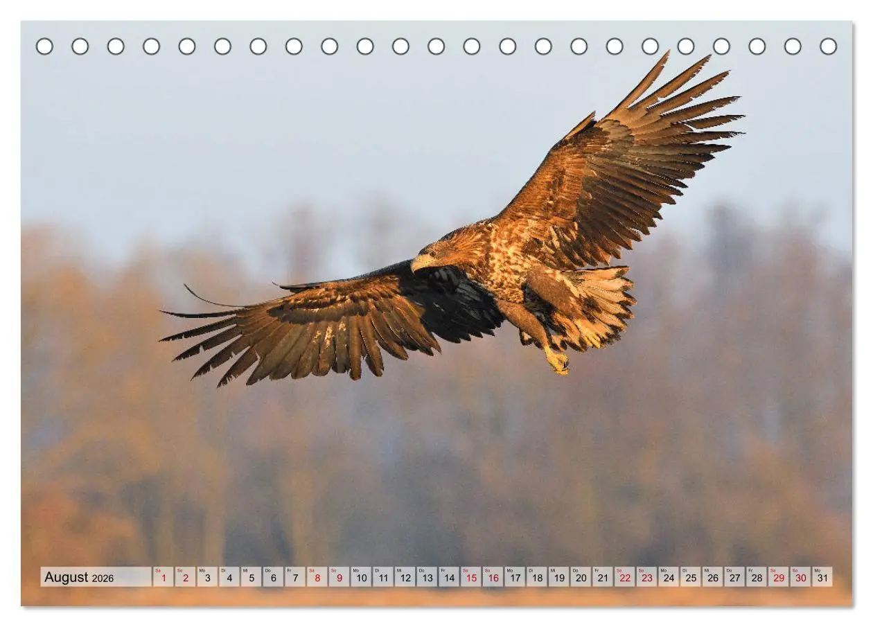 Bild: 9783457791615 | Majestätische Seeadler (Tischkalender 2026 DIN A5 quer), CALVENDO...