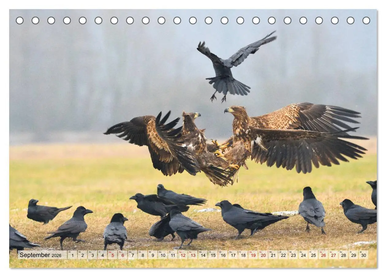 Bild: 9783457791615 | Majestätische Seeadler (Tischkalender 2026 DIN A5 quer), CALVENDO...