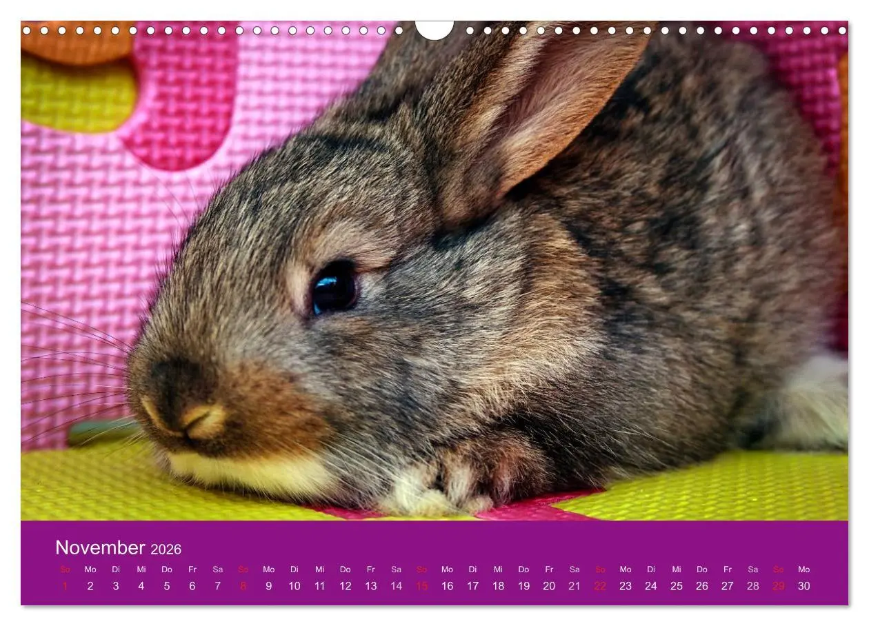 Bild: 9783516161915 | Lustige Kaninchen (Wandkalender 2026 DIN A3 quer), CALVENDO...