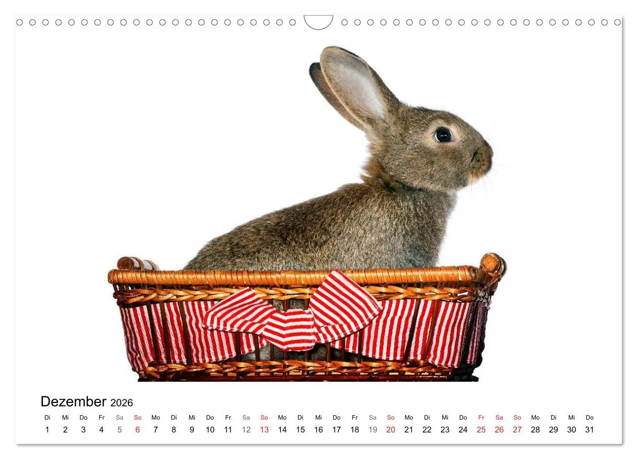 Bild: 9783516161915 | Lustige Kaninchen (Wandkalender 2026 DIN A3 quer), CALVENDO...