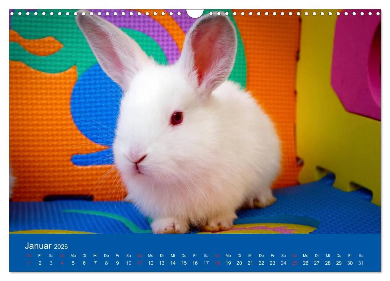 Bild: 9783516161915 | Lustige Kaninchen (Wandkalender 2026 DIN A3 quer), CALVENDO...