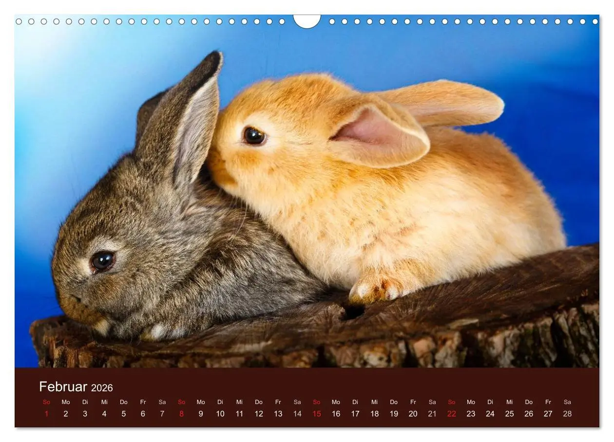 Bild: 9783516161915 | Lustige Kaninchen (Wandkalender 2026 DIN A3 quer), CALVENDO...