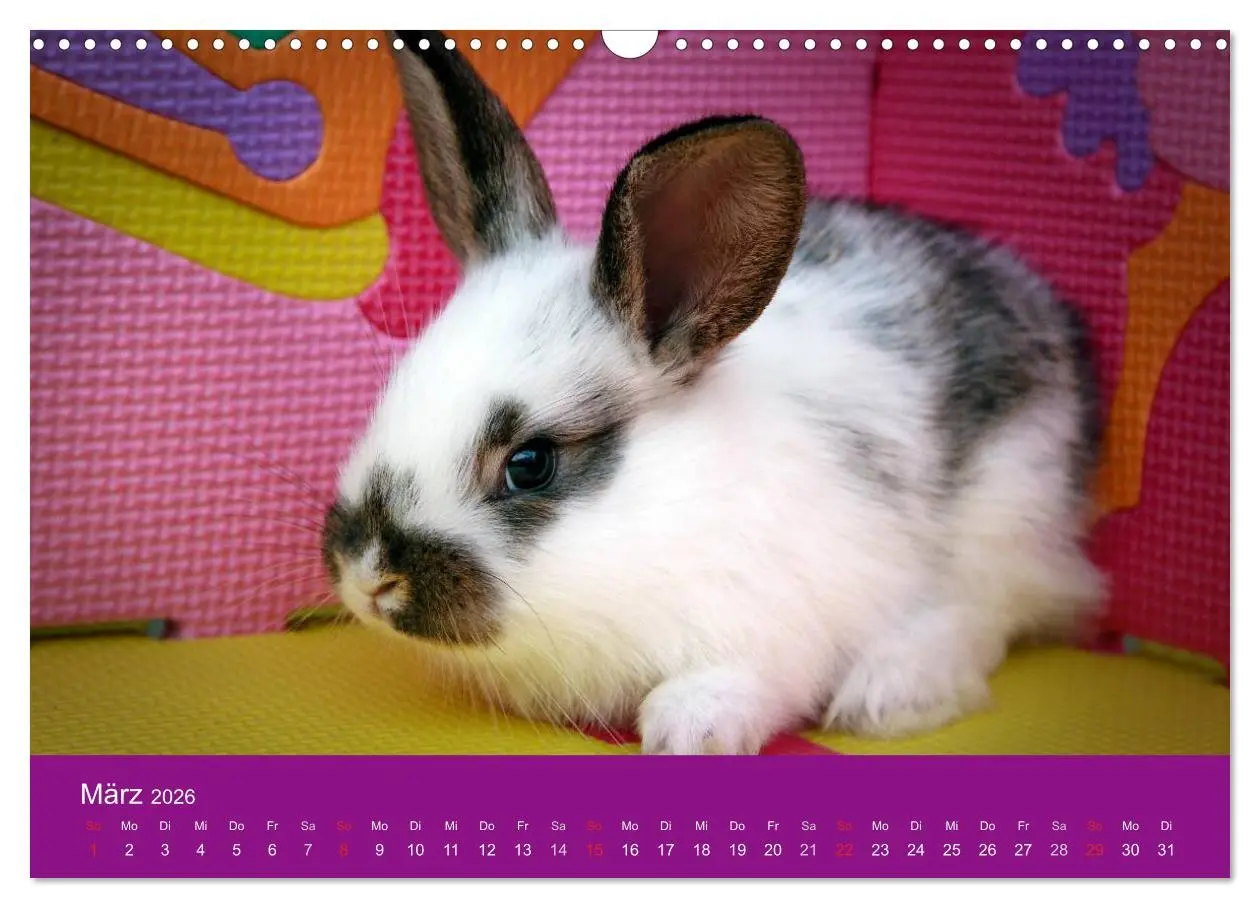 Bild: 9783516161915 | Lustige Kaninchen (Wandkalender 2026 DIN A3 quer), CALVENDO...