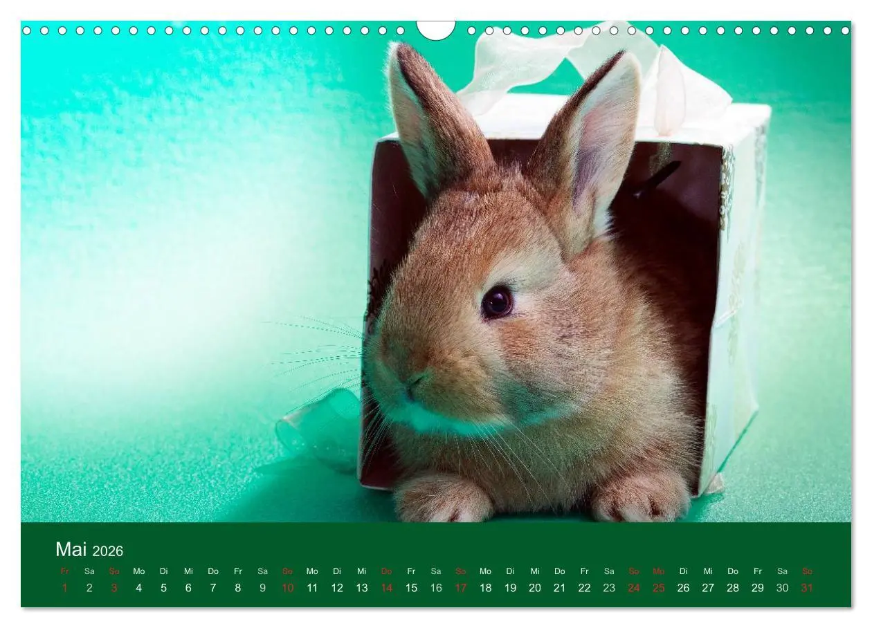 Bild: 9783516161915 | Lustige Kaninchen (Wandkalender 2026 DIN A3 quer), CALVENDO...