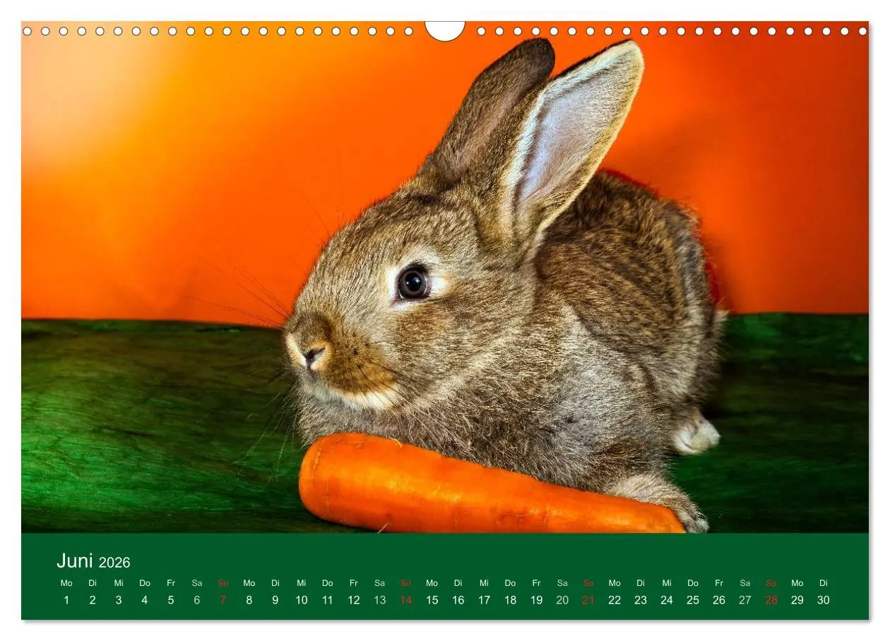 Bild: 9783516161915 | Lustige Kaninchen (Wandkalender 2026 DIN A3 quer), CALVENDO...
